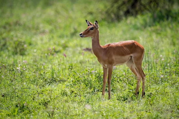 Жіночий impala стоїть, дивлячись у довгій траві — стокове фото