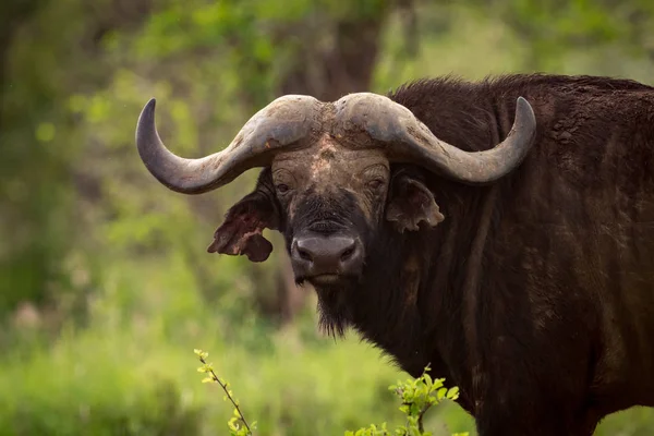 Cape buffalo in grassy clearing faces camera — Stock Photo, Image