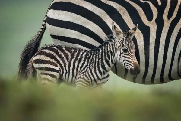 Zebrababy neben Mutter hinter Bank — Stockfoto