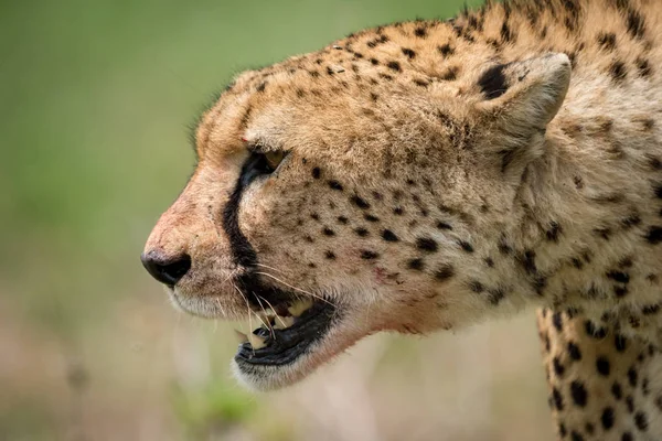 Close-up van cheetah wandelen met bloedige mond — Stockfoto
