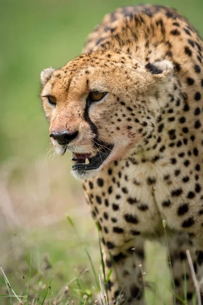 Close-up van cheetah wandelen met bebloede gezicht — Stockfoto