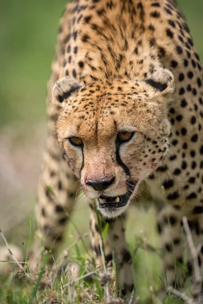 Närbild av cheetah stående med huvudet ner — Stockfoto