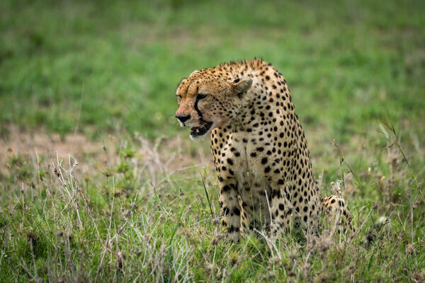 Close-up of cheetah sitting on lush grassland