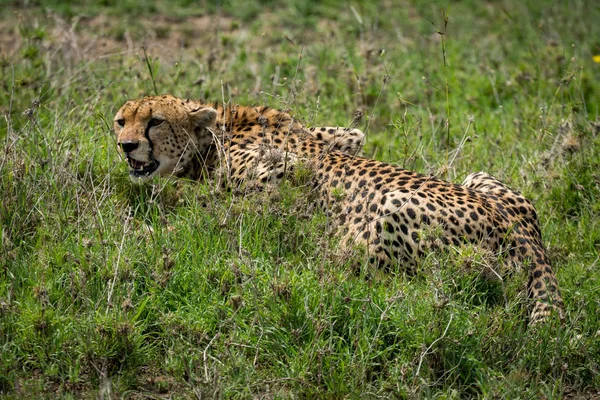 Крупный план гепарда, лежащего на травянистой равнине — стоковое фото