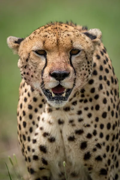 Close-up van cheetah geconfronteerd met camera op de savanne — Stockfoto