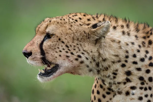 Close-up of cheetah head with open mouth — Stock Photo, Image