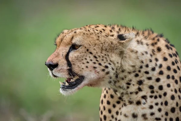 Close-up van cheetah hoofd omgeven door vliegen — Stockfoto