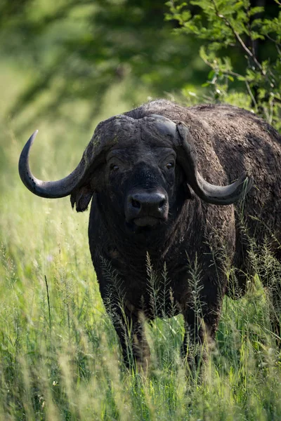 Gros plan du buffle du Cap regardant vers la caméra — Photo