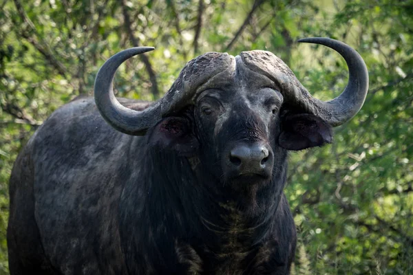 Gros plan du buffle du Cap regardant vers la caméra — Photo