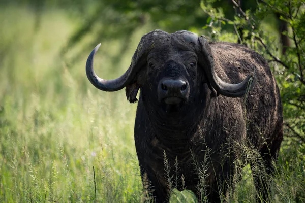 Gros plan du buffle du Cap dans l'herbe longue — Photo