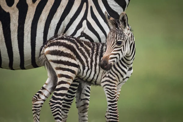 Close-Up bebek ovaları zebra anne yanında