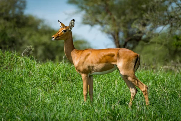 Жіночий impala з головкою, що перетворилися в траві — стокове фото