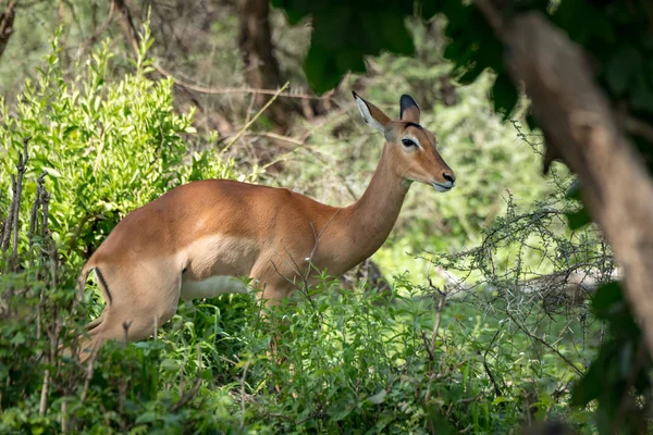 Impala femminile guarda la fotocamera tra i cespugli — Foto Stock