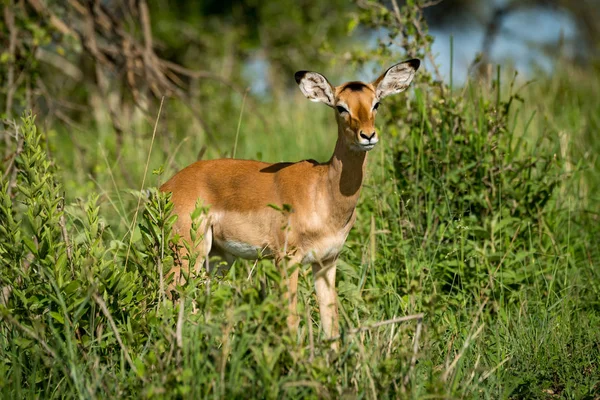 Θηλυκό impala στραμμένη προς τα δεξιά σε ψηλούς θάμνους — Φωτογραφία Αρχείου