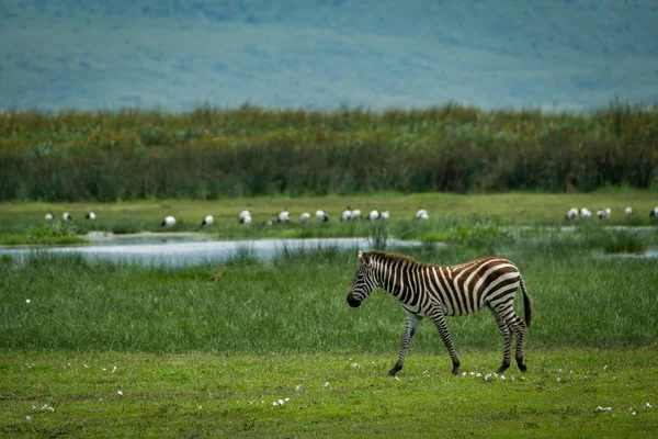 Zebra comune passeggiare accanto al lago con gli uccelli — Foto Stock
