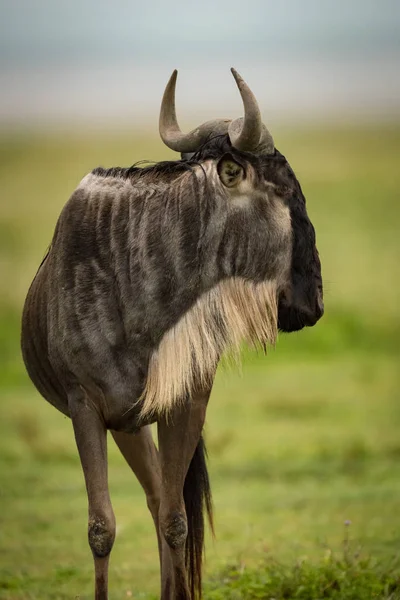 Close-up of white-bearded wildebeest standing head turned — Stock Photo, Image