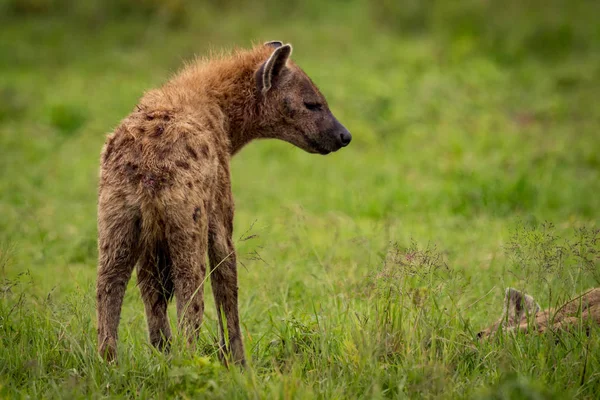 Primer plano de hiena manchada mirando hacia otro —  Fotos de Stock