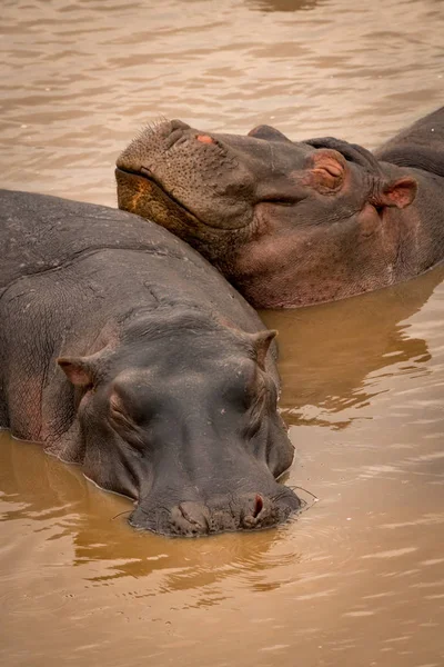 Close-up de dois hipopótamos adormecidos na piscina — Fotografia de Stock