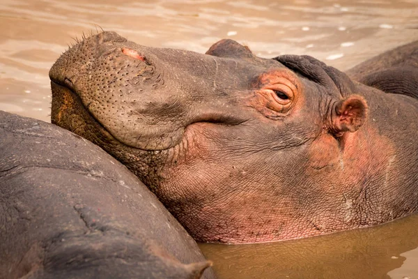 Primer plano del hipopótamo sonriente descansando en la piscina —  Fotos de Stock