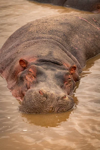 Primo piano dell'ippopotamo addormentato nella piscina fangosa — Foto Stock