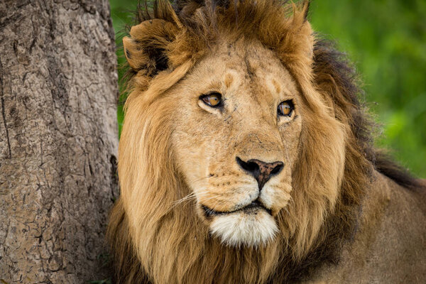 Close-up of male lion turning head right