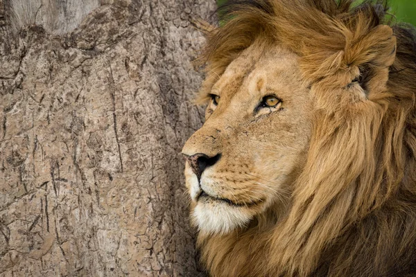 Close-up van mannelijke leeuw door krassen kofferbak — Stockfoto