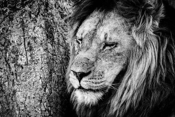 Close-up of male lion beside scratched tree — Stock Photo, Image