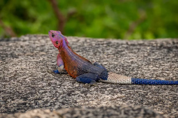 Close-up of male agama lizard on rock — Stock Photo, Image