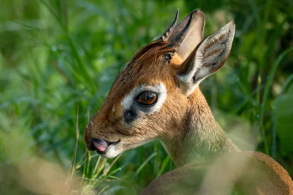 클로즈업 커크 dik-dik 보여주는 혀의 — 스톡 사진