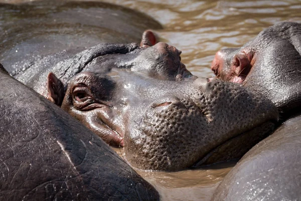 Nahaufnahme von Nilpferd vor Kamera im Pool — Stockfoto