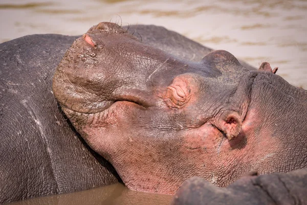 Nahaufnahme von Nilpferd im Pool auf einem anderen — Stockfoto