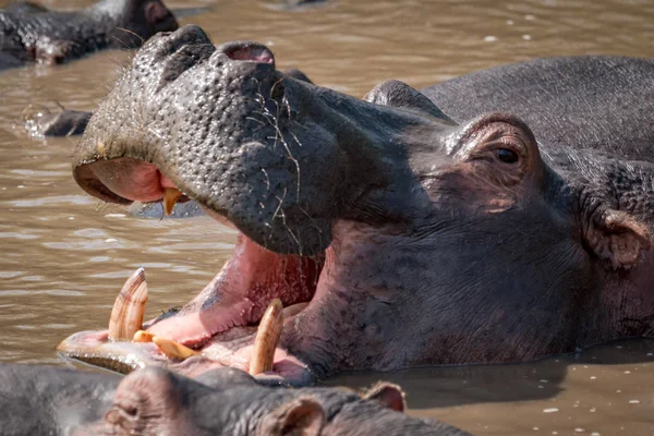 Primo piano dell'ippopotamo nella bocca che apre l'acqua — Foto Stock