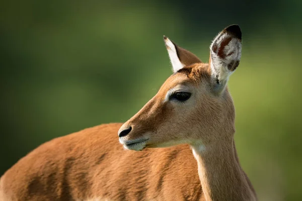 Zbliżenie: kobiece impala z obróconej głowy — Zdjęcie stockowe