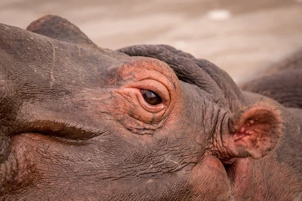 Primer plano de ojo y oído del hipopótamo —  Fotos de Stock