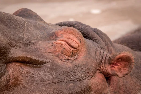 Primer plano del ojo cerrado del hipopótamo dormido —  Fotos de Stock