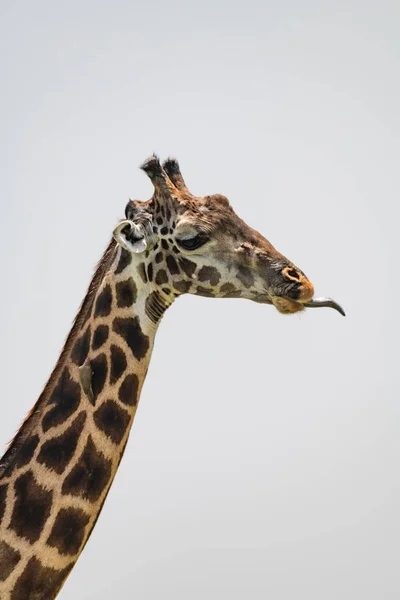 Close-up da girafa Masai com a língua para fora — Fotografia de Stock