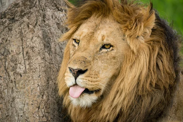 Close-up de leão macho com a língua para fora — Fotografia de Stock