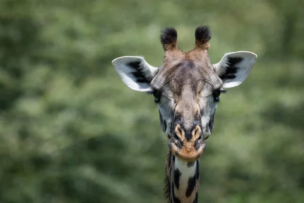 Закри Масаї жирафа головою об дерев — стокове фото