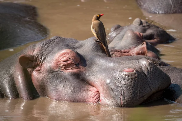 Gros plan de l'hippopotame avec l'oxpecker dans l'eau — Photo