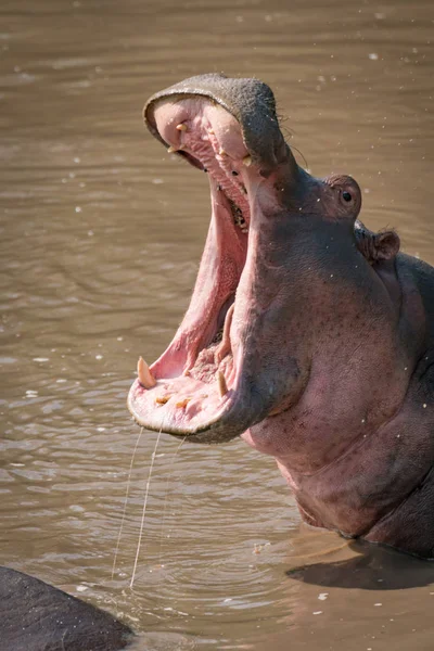 Close-up of hippopotamus with mouth wide open — Stock Photo, Image