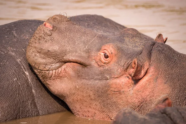 Κοντινό πλάνο του hippopotamus στο άλλο στην πισίνα — Φωτογραφία Αρχείου