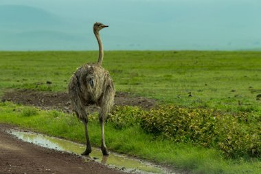 Dişi devekuşu azıyorum yol kenarında tarafından standları