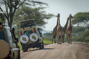 Four Masai giraffe block road to jeeps clipart