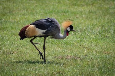 Grey crowned crane lifts foot on grassland clipart