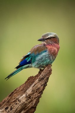 Lilac-breasted roller on tree stump turning head clipart