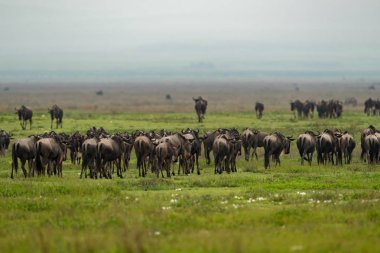 Satýr bile beyaz sakallı wildebeest göç otlak üzerinde