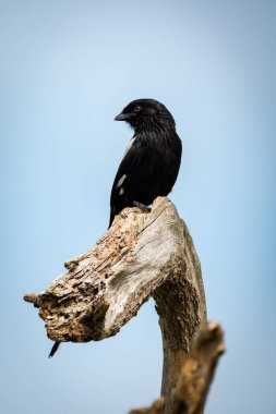 Saksağan örümcek kuşu ölü dalda sol görünüyor