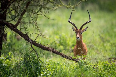 Erkek Impala kamera karşı karşıya ağacın arkasına gizler