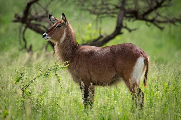 Female waterbuck in profile on grassy plain — Stock Photo, Image