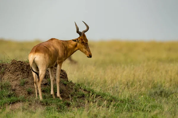 Hartebeest står på termit kulle på savannen — Stockfoto